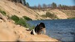 A dog digs a hole on the river