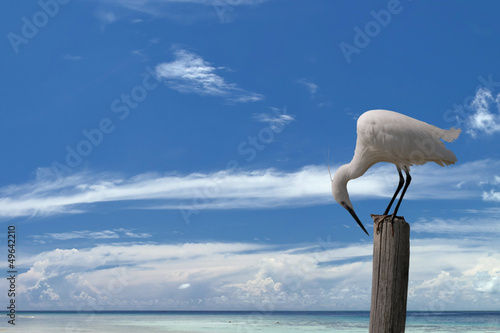Photo: White egret heron on the blue sky background White egret heron on the blue sky background