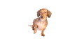 HD - Dog giving paw