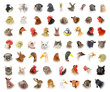 animals and birds