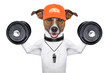fitness dog
