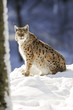 Luchs im Schnee