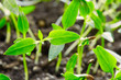 Young sprouts