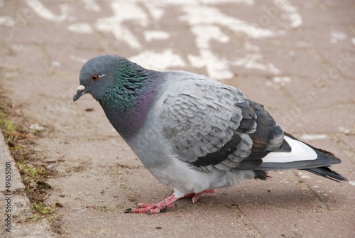 Photo: Pigeon Pigeon
