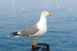 Photo: Seagull sitting in front of blue sea Seagull sitting in front of blue sea