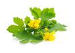 Celandine flowers (Chelidonium mahus) isolated on white