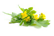 Celandine flowers (Chelidonium mahus) isolated on white