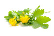 Celandine flowers (Chelidonium mahus) isolated on white