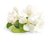 Apple blossom on a white background