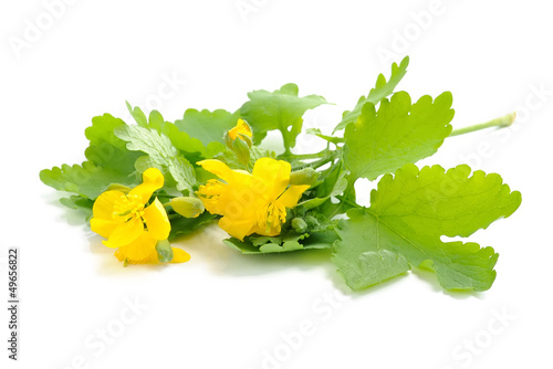 Photo: Celandine flowers (Chelidonium mahus) isolated on white Celandine flowers (Chelidonium mahus) isolated on white