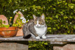 cat watching and hunting in the afternoon