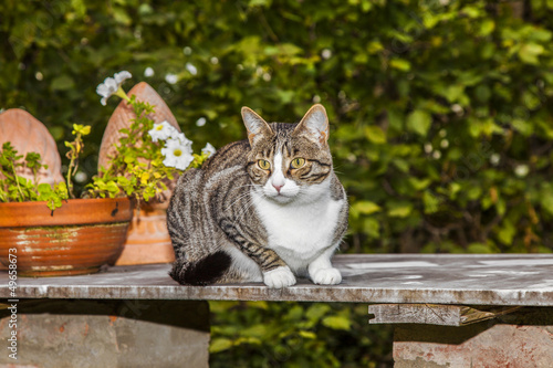 Photo: cat watching and hunting in the afternoon cat watching and hunting in the afternoon