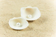 The exotic sea shell . treasure from the sea.