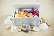 The exotic sea shell . treasure from the sea.