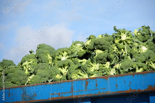 Photo: Agricultura intensiva - Brocoli Agricultura intensiva - Brocoli