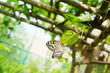 Paper Kite Butterfly