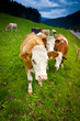 Cows