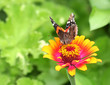 Vanessa Atalanta Butterfly on Orange and Pink Zinnia Flower