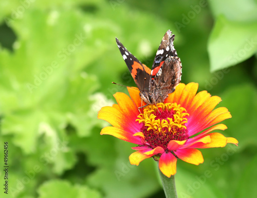 Photo: Vanessa Atalanta Butterfly on Orange and Pink Zinnia Flower Vanessa Atalanta Butterfly on Orange and Pink Zinnia Flower