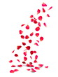 Falling Rose Petals
