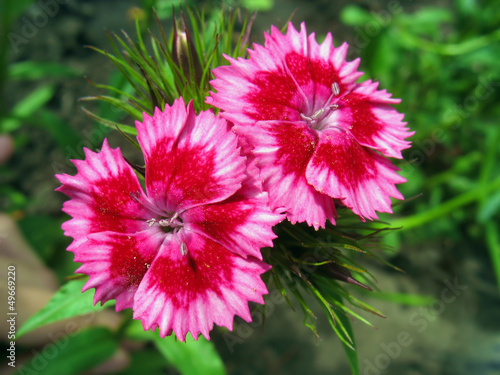Photo: Pink sweet william Pink sweet william