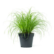 Cyperus Zumula