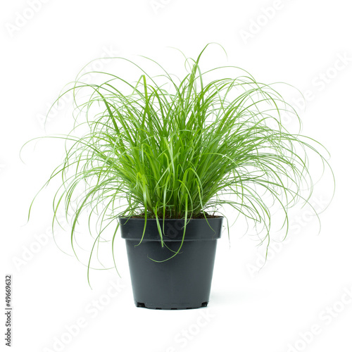Photo: Cyperus Zumula Cyperus Zumula