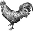 Cock