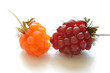 Ripe red and orange wild raspberries