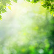 Miracle day on the summer meadow. Abstract natural backgrounds