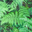 Ferns
