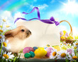 Easter bunny and Easter eggs
