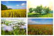 Fields