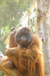 Misty morning in zoo