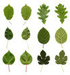 Leaves collage
