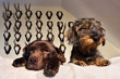 Jagdhunde vor Trophäenwand