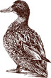 cute duck
