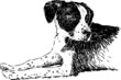 cute dog
