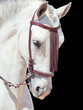 Photo: portrait of beautiful Andalisian speckled- white horse. Spain. i portrait of beautiful Andalisian speckled- white horse. Spain. i