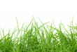 Frisches grünes Gras