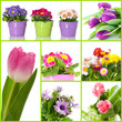Spring flowers collage