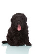 Photo: dog puppy on white background dog puppy on white background