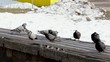 Pigeons on the bench