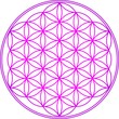 Blume des Lebens - Heilige Geometrie - Vektor Pink