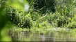 The bed of the river plain with slow current.