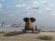 elephant and dog sitting at the airport