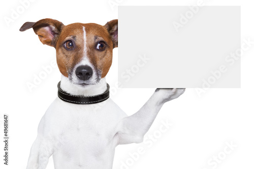 Photo: copy space placard dog copy space placard dog