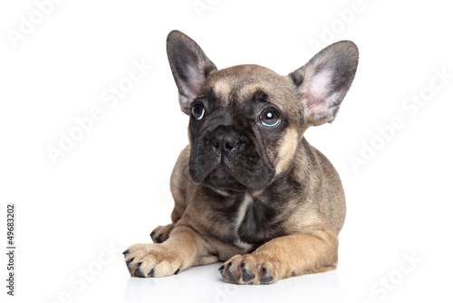 Photo: French bulldog puppy French bulldog puppy