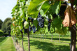 Weinreben