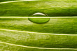 Photo: water drop on fresh leaf water drop on fresh leaf